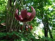 24  Lilium martagon (Giglio martagone)